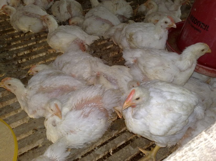 Tehnik Meningkatkan Bobot Ayam Pedaging Agar Cepat Panen